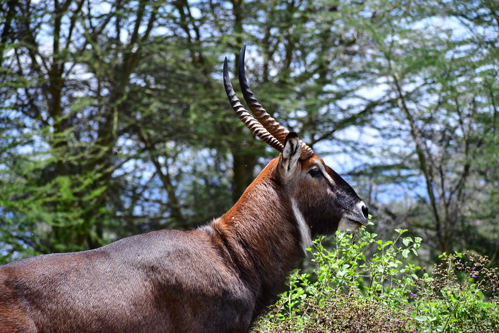 Lake Nakuru N.P.